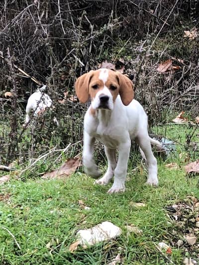 Pointer puppies for sale - 1 Male &2 Females