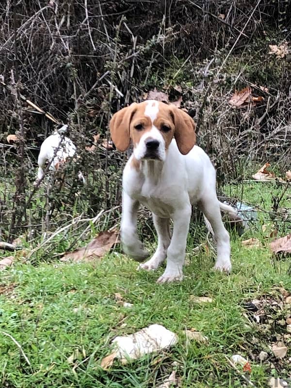 Pointer puppies for sale - 1 Male &2 Females 0