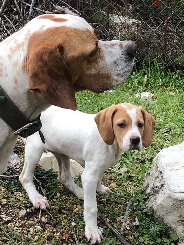 Pointer puppies for sale - 1 Male &2 Females 1