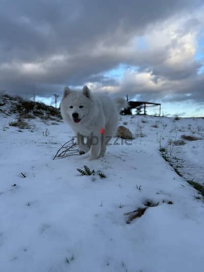 Samoyed 9 months