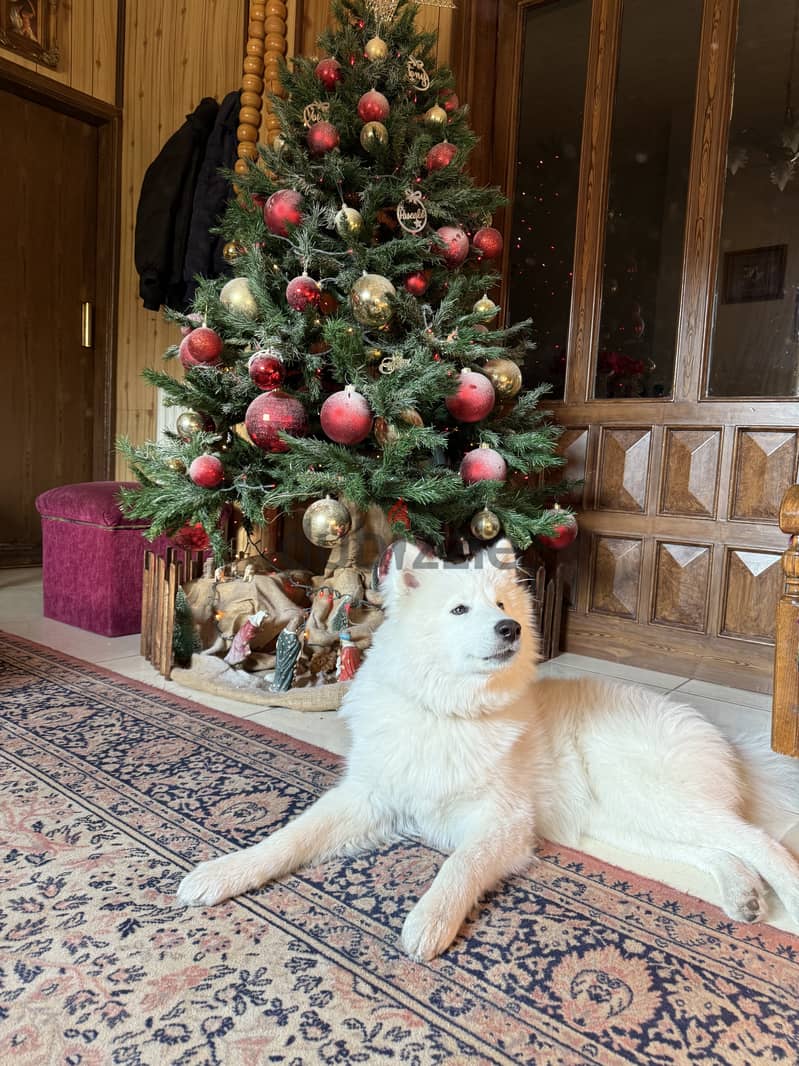 Samoyed 9 months 1