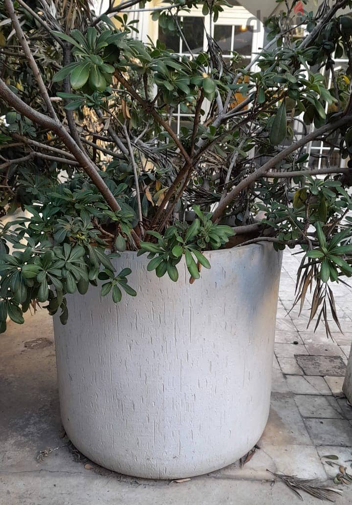 Concrete rectangular/round pots with plants 1