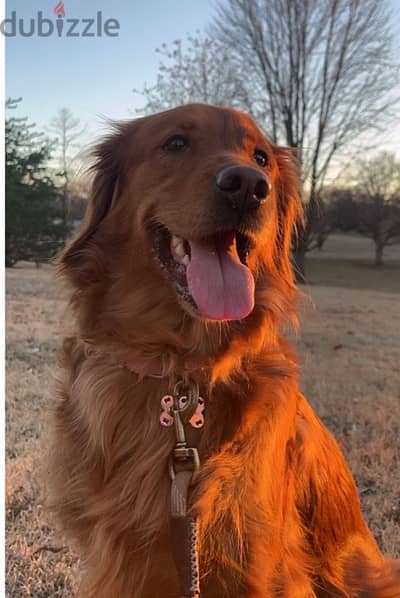 giant golden retriever girl