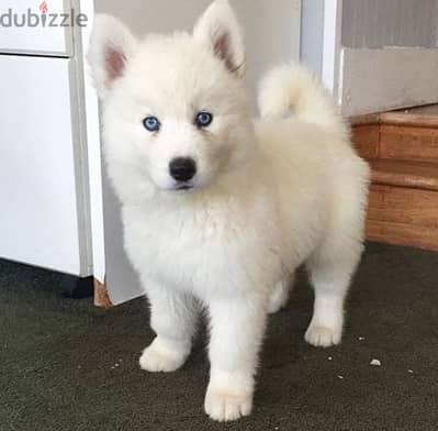 Adorable Siberian Husky with Blue Eyes & White Coat Available in Shop