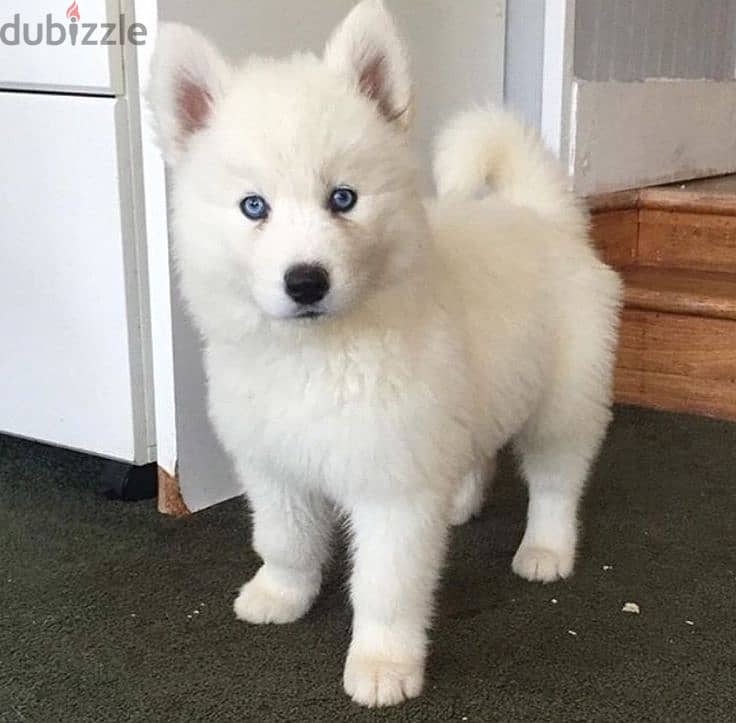 Adorable Siberian Husky with Blue Eyes & White Coat Available in Shop 0