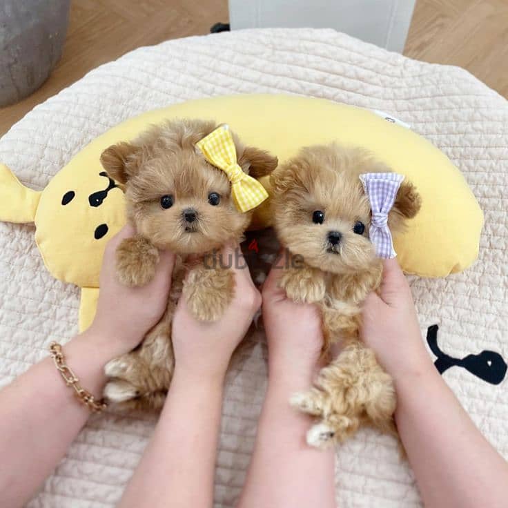 Adorable Maltipoo Puppies – Ready for Their Forever Homes! 0