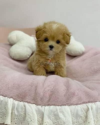 Charming Maltipoo Puppies for Sale – Sweet, Playful & Ready for You!