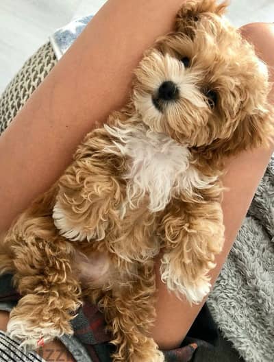 Charming Maltipoo Puppies Available – Sweet, Playful & Ready for You!