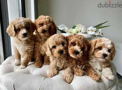 Maltipoo Puppies Available Store/Delivery – Cute, Friendly, and Loyal