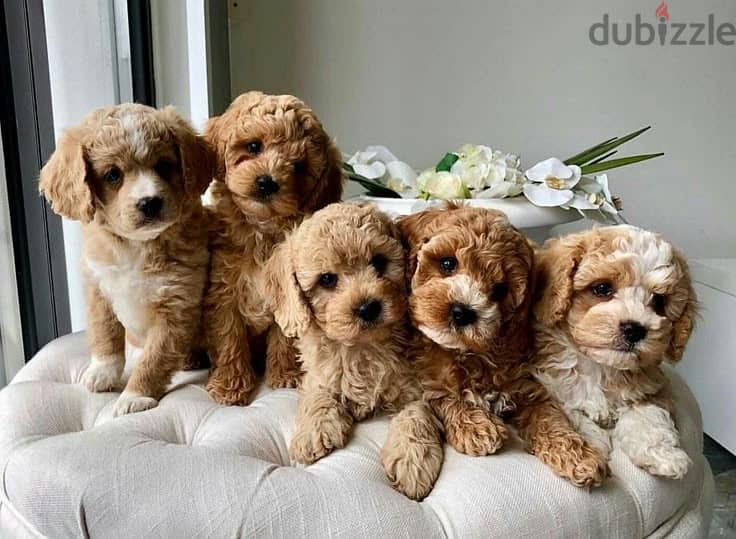 Maltipoo Puppies Available Store/Delivery – Cute, Friendly, and Loyal 0