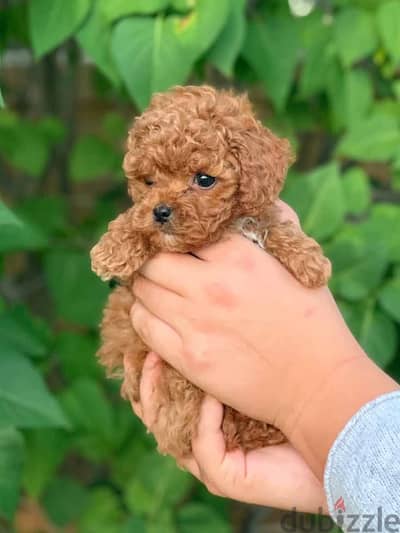 Poodle Puppies Available Store/Delivery – Intelligent, Playful, Loyal