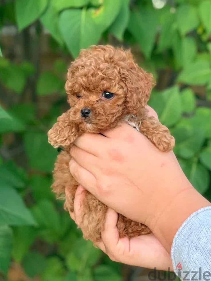 Poodle Puppies Available Store/Delivery – Intelligent, Playful, Loyal 0