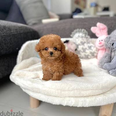 Red Poodle Puppies Available in Store – Intelligent, Playful, Loyal