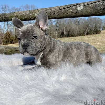 Adorable French Bulldog Puppies Available in Store & Delivery