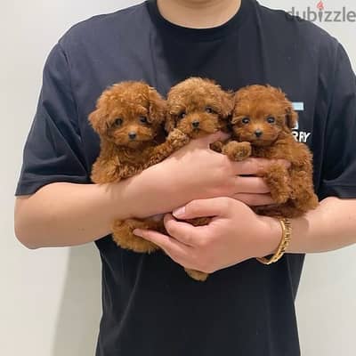 Beautifull Imported Red Toy Poodle Puppy Availabe in Store & Delivery