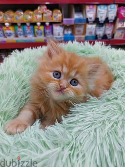 Adorable & Fluffy Persian Ginger Kittens Available in Store & Delivery