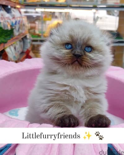 Adorable Scottish Fold Kittens Available At Our Shop & Delivery