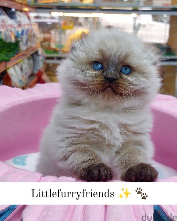 Adorable Scottish Fold Kittens Available At Our Shop & Delivery 0