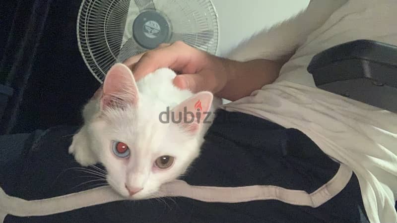 Turkish Angora Kitten 1