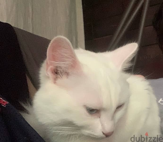 Turkish Angora Kitten 3