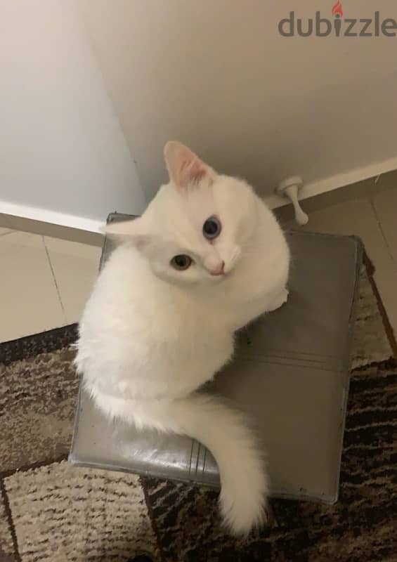 Turkish Angora Kitten 4