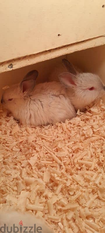 rabbits for sale