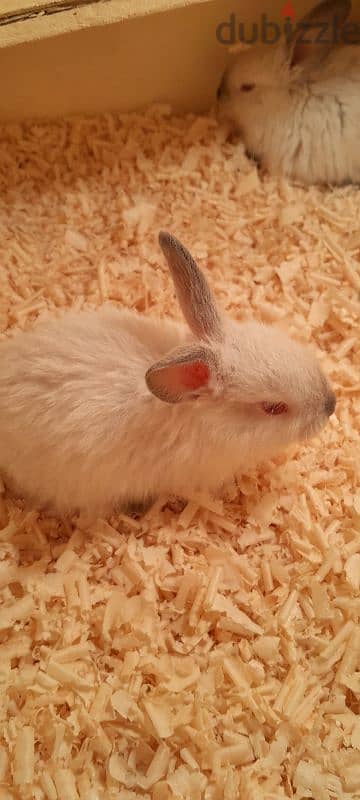 rabbits for sale 2