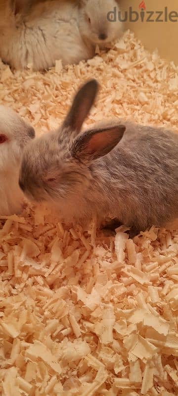 rabbits for sale 3