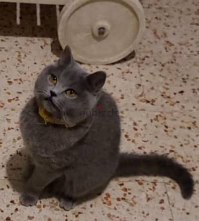 british shorthair female for sale