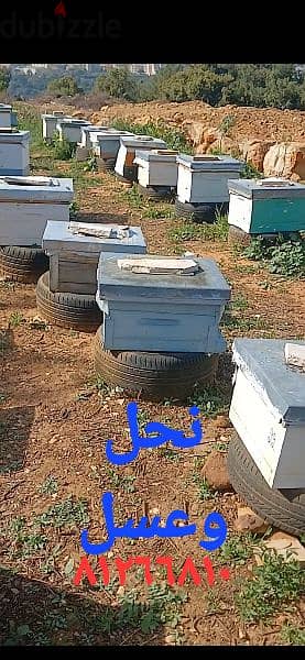 نحال لبناني. مربي نحل . beekeeper