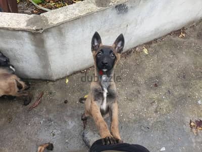 malinois puppies