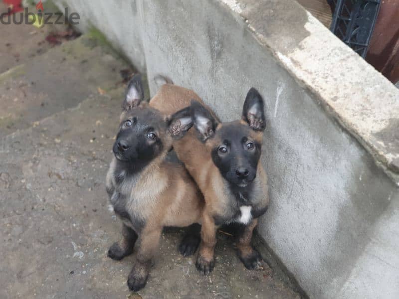 malinois puppies 1