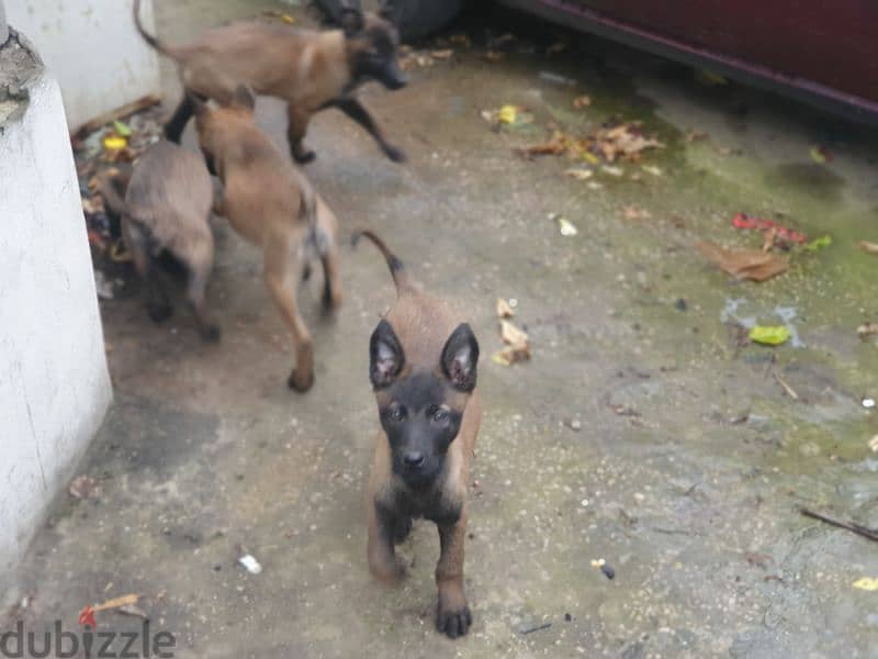 malinois puppies 2