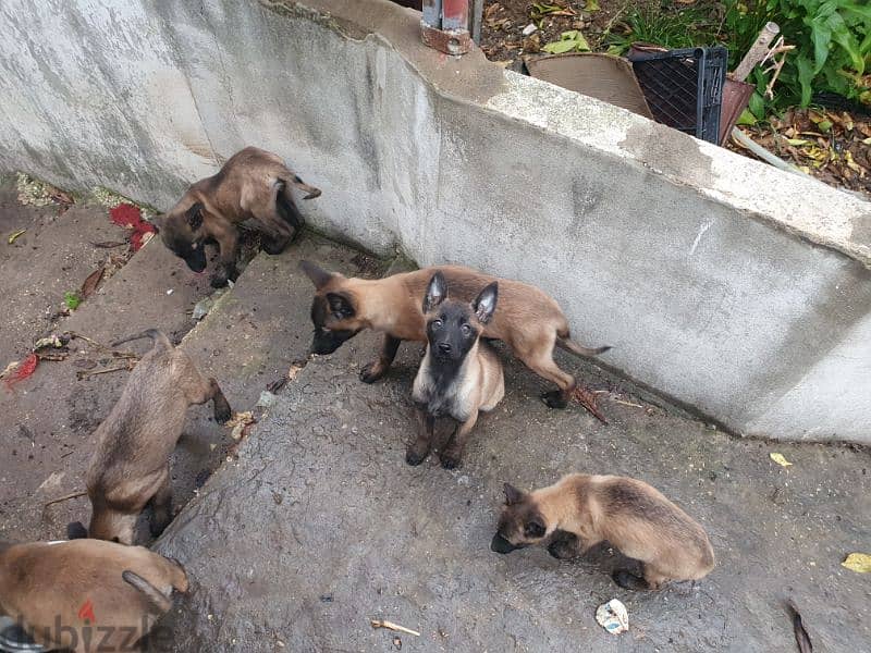 malinois puppies 3