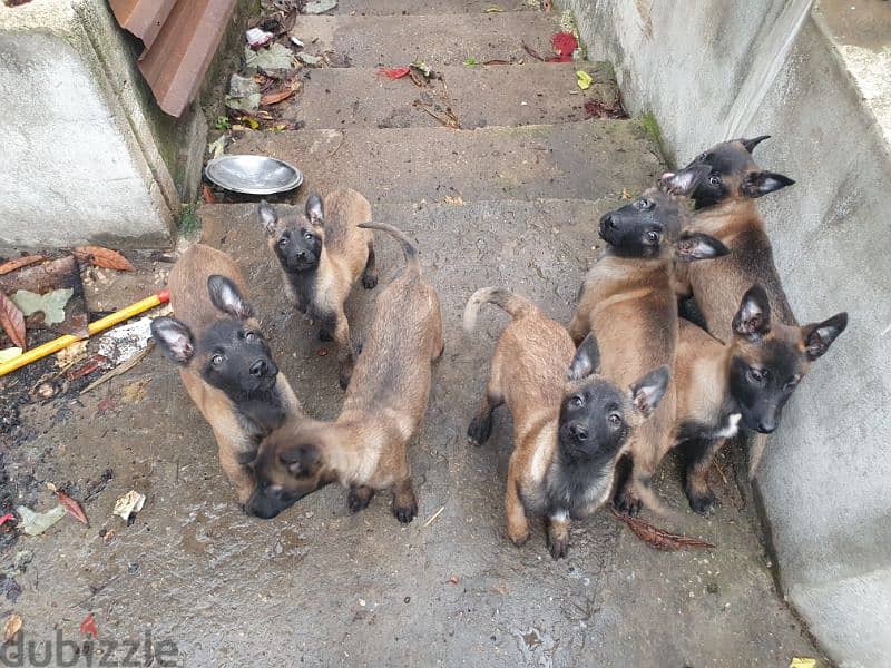 malinois puppies 4