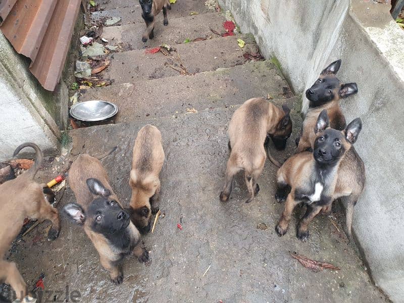 malinois puppies 5