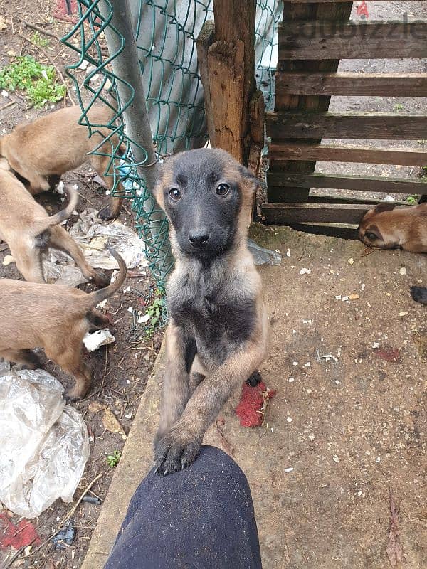 malinois puppies 6