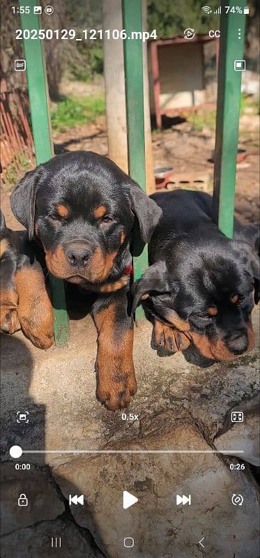 rottweiler Serbia