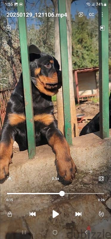 rottweiler Serbia 1