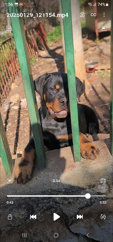 rottweiler Serbia 2