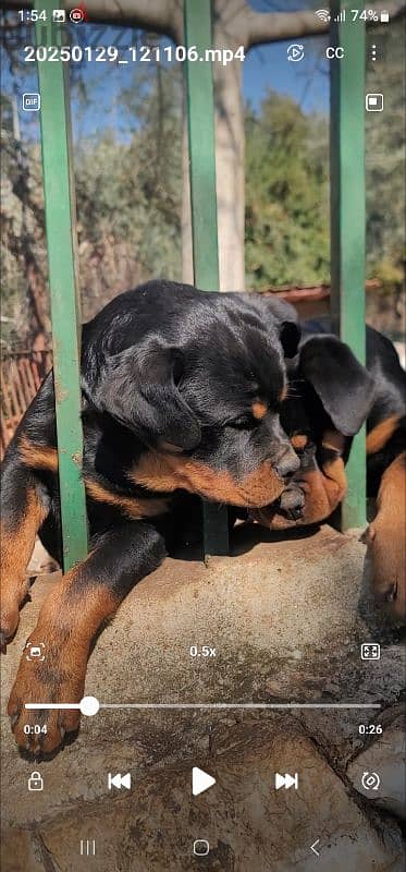 rottweiler Serbia 6