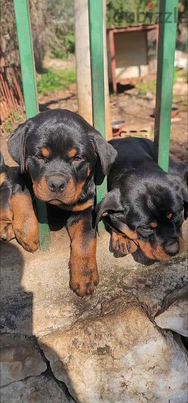 rottweiler Serbia 7