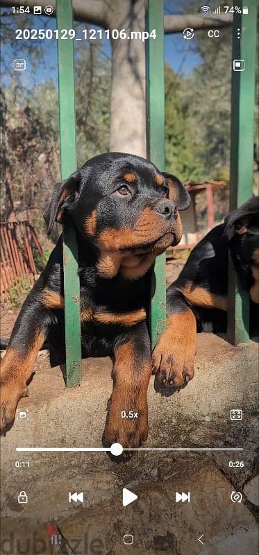 rottweiler Serbia 8