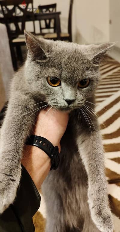 بريتش بلو British Shorthair