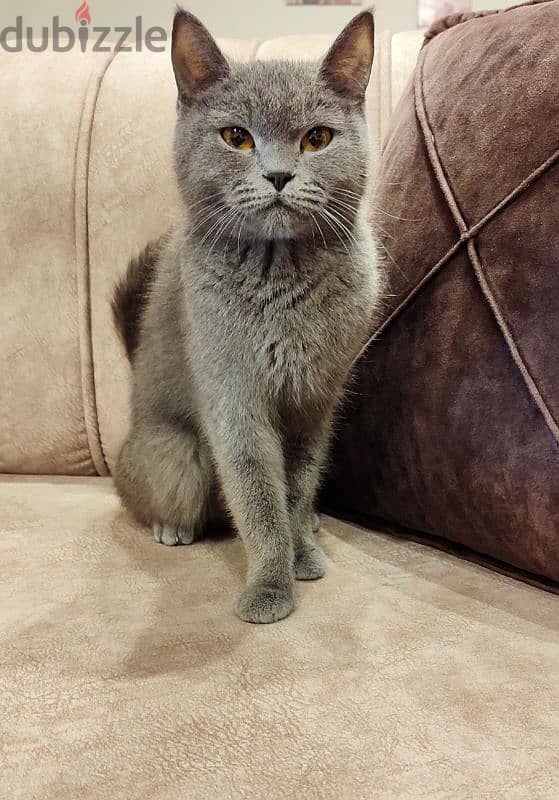 بريتش بلو British Shorthair 2