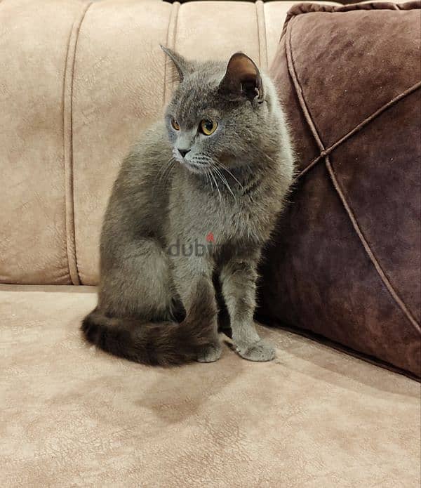 بريتش بلو British Shorthair 3