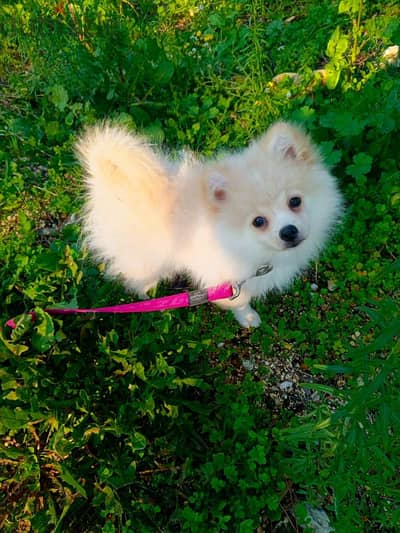 Pomeranian male 5 months old fully vaccinated with documents