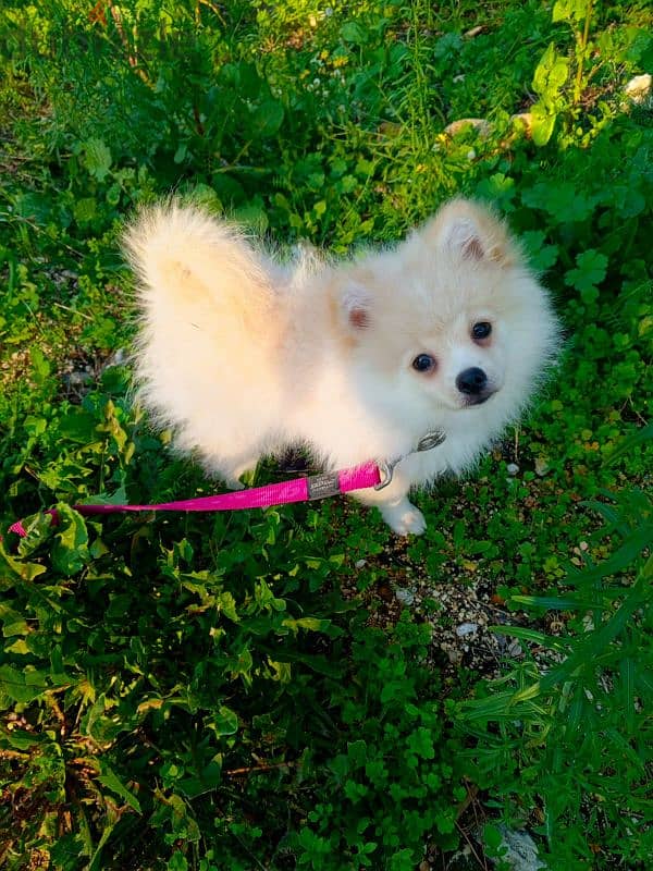 Pomeranian male 5 months old fully vaccinated with documents 0