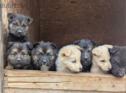 new born puppies 1 months old!