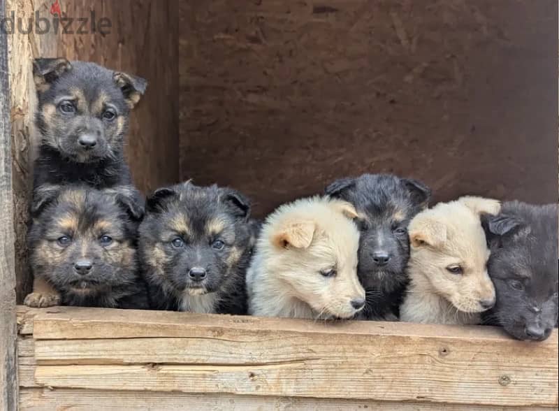 new born puppies 1 months old! 0